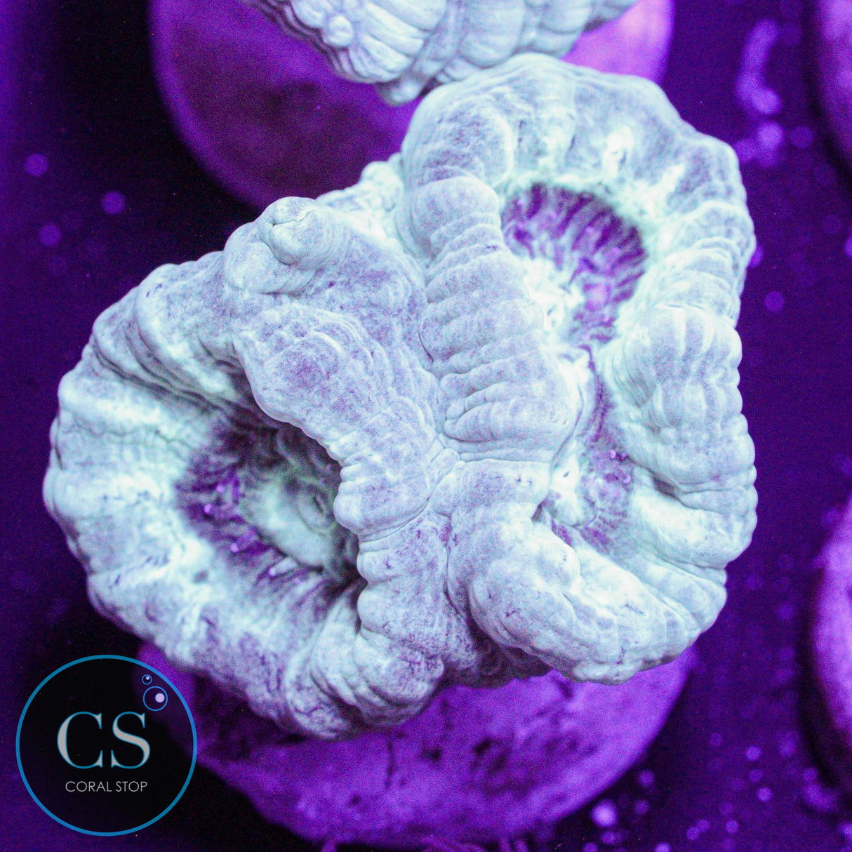 Turquoise Candy Cane