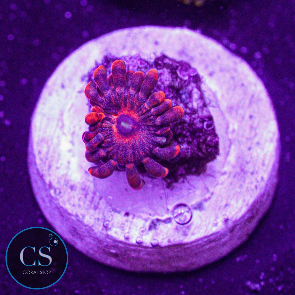 ARC Playdoh Zoa