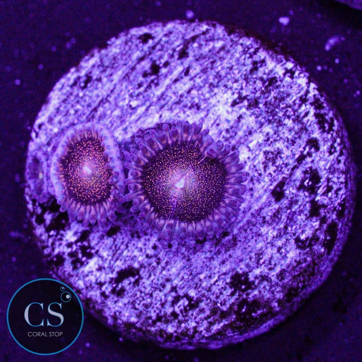 Mohawk Zoa