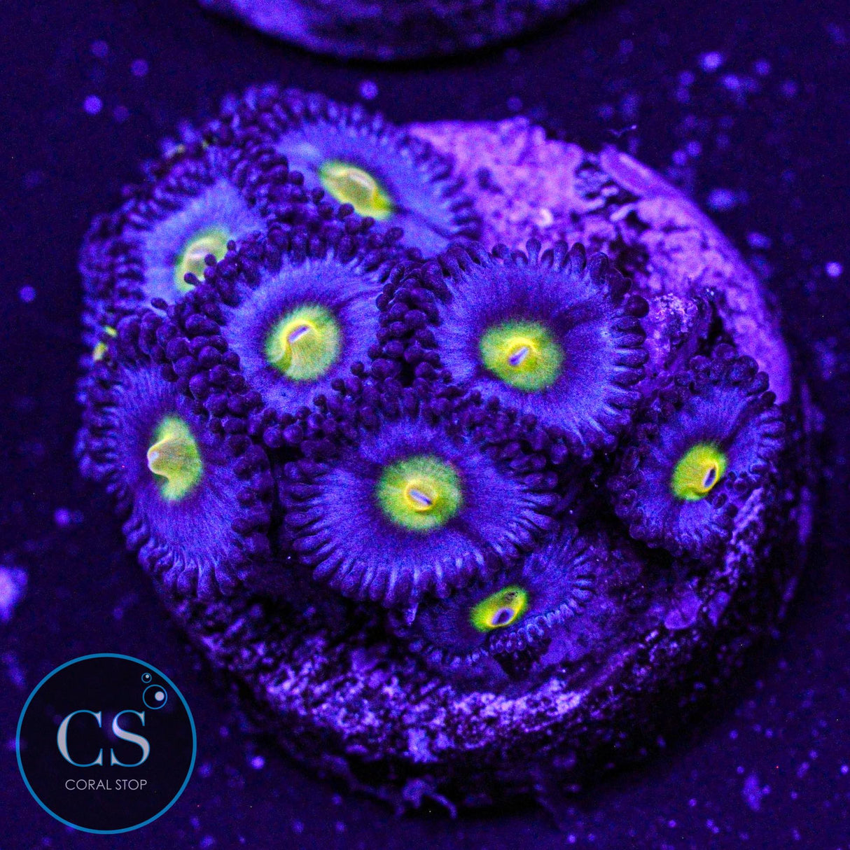 AOI Zoa