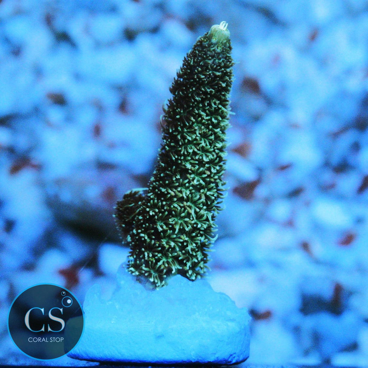 SBB PURPLE PUNCH ACRO