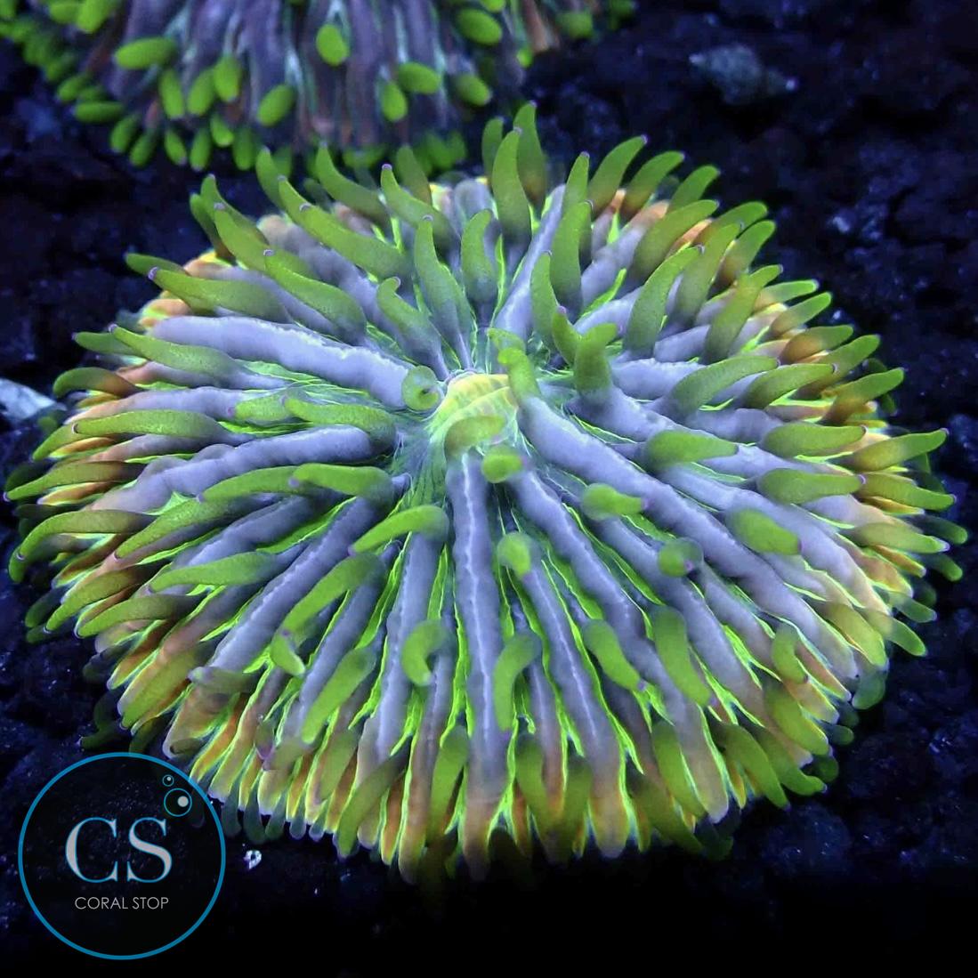 RAINBOW FUNGIA PLATE CORAL