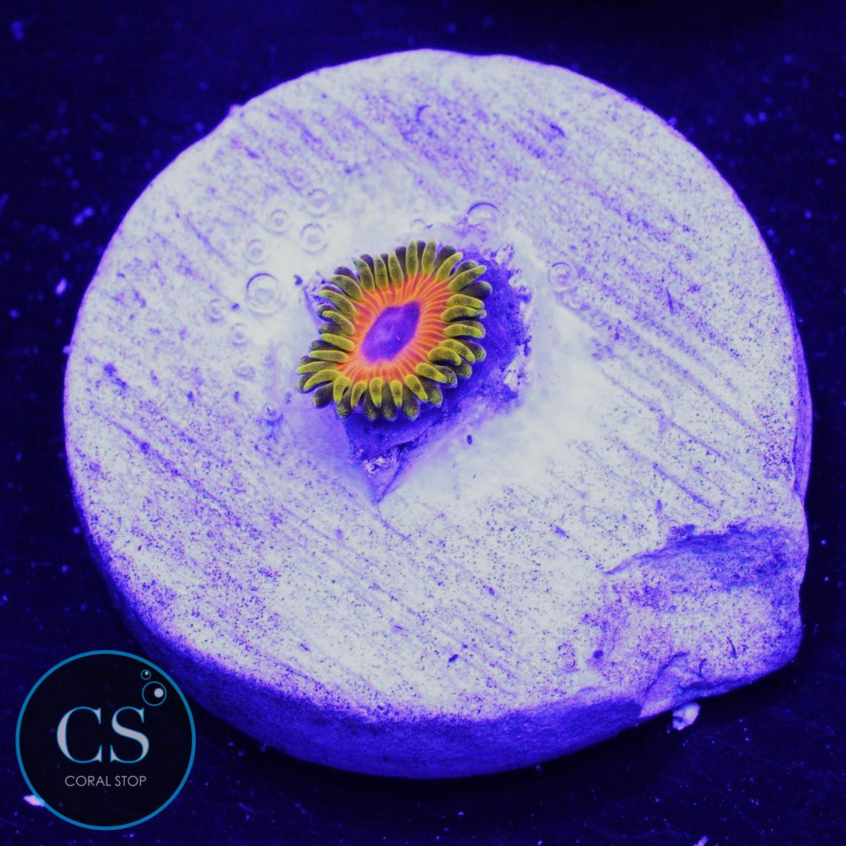 GREAT OWL ZOA