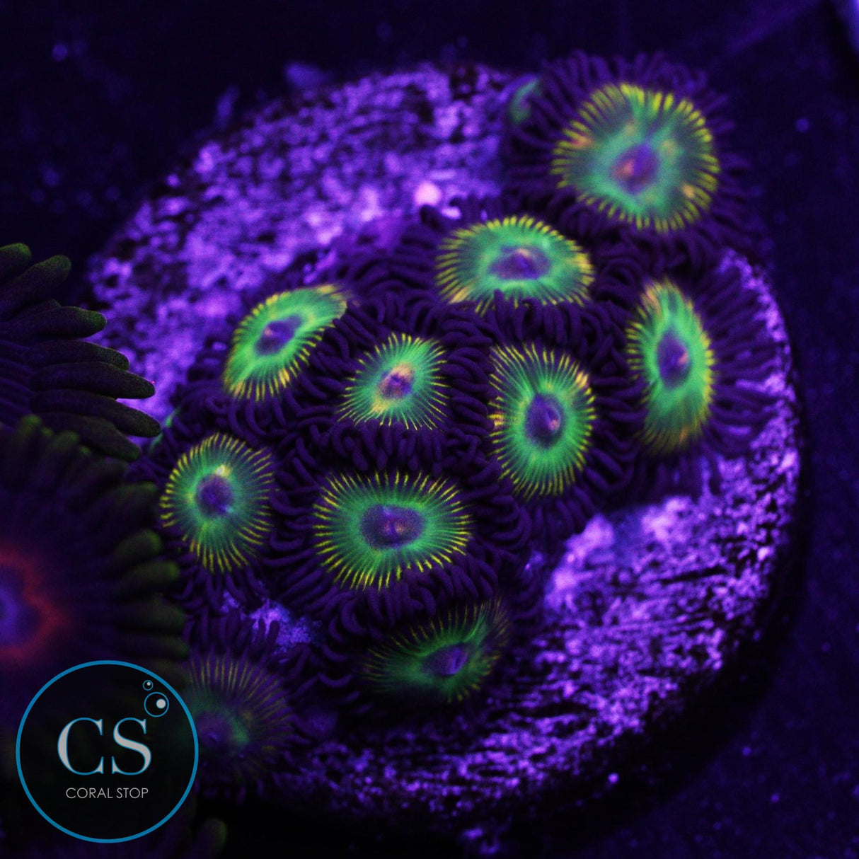 CS Super Mario Sunshine Zoa