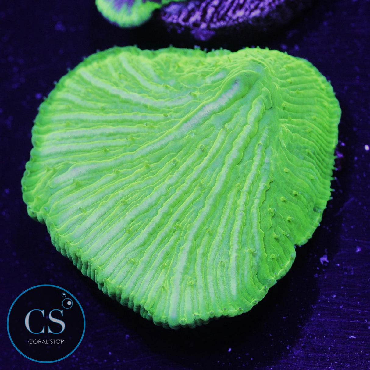 Kryptonite Diaseris Plate
