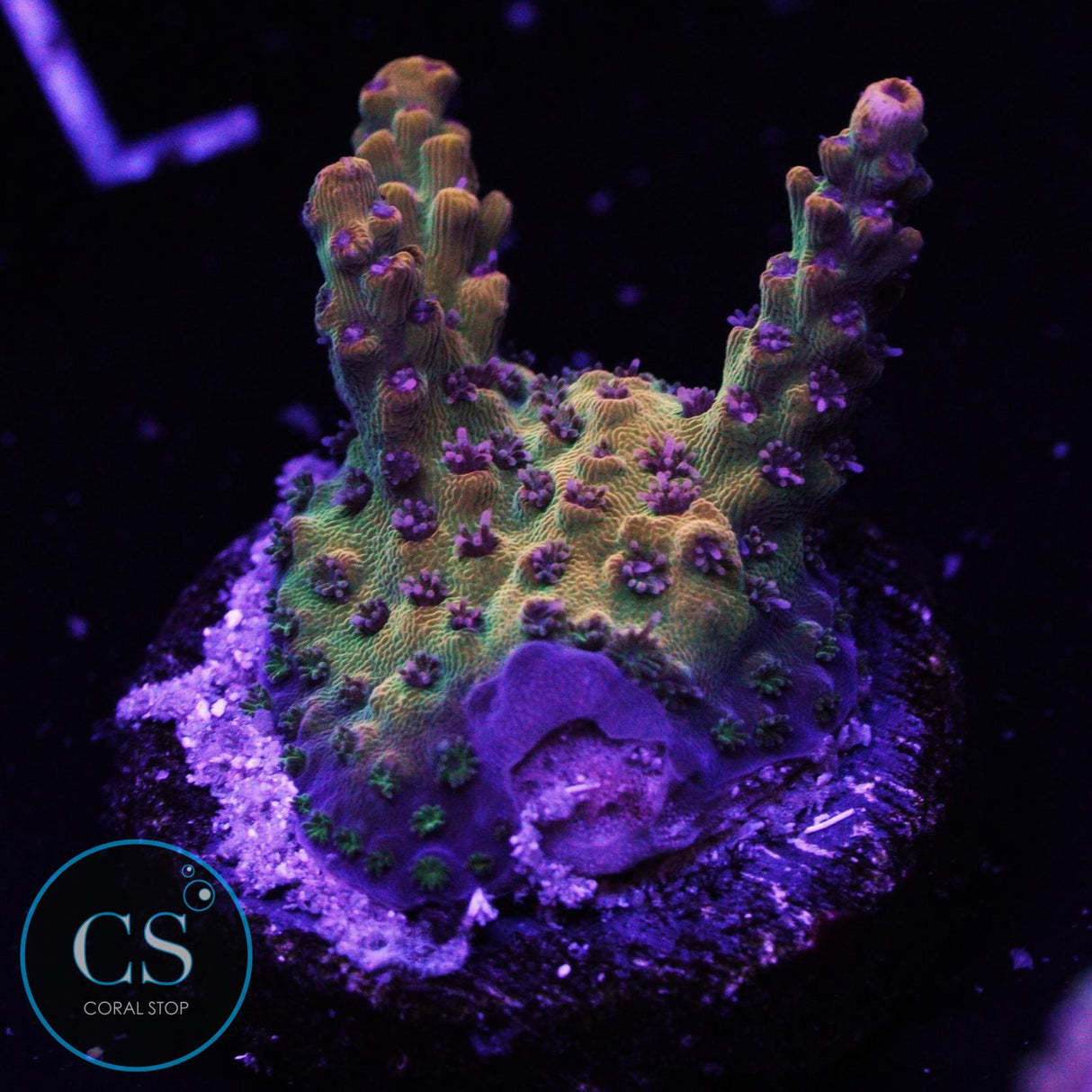 Tyree Pink Lemonade Acropora
