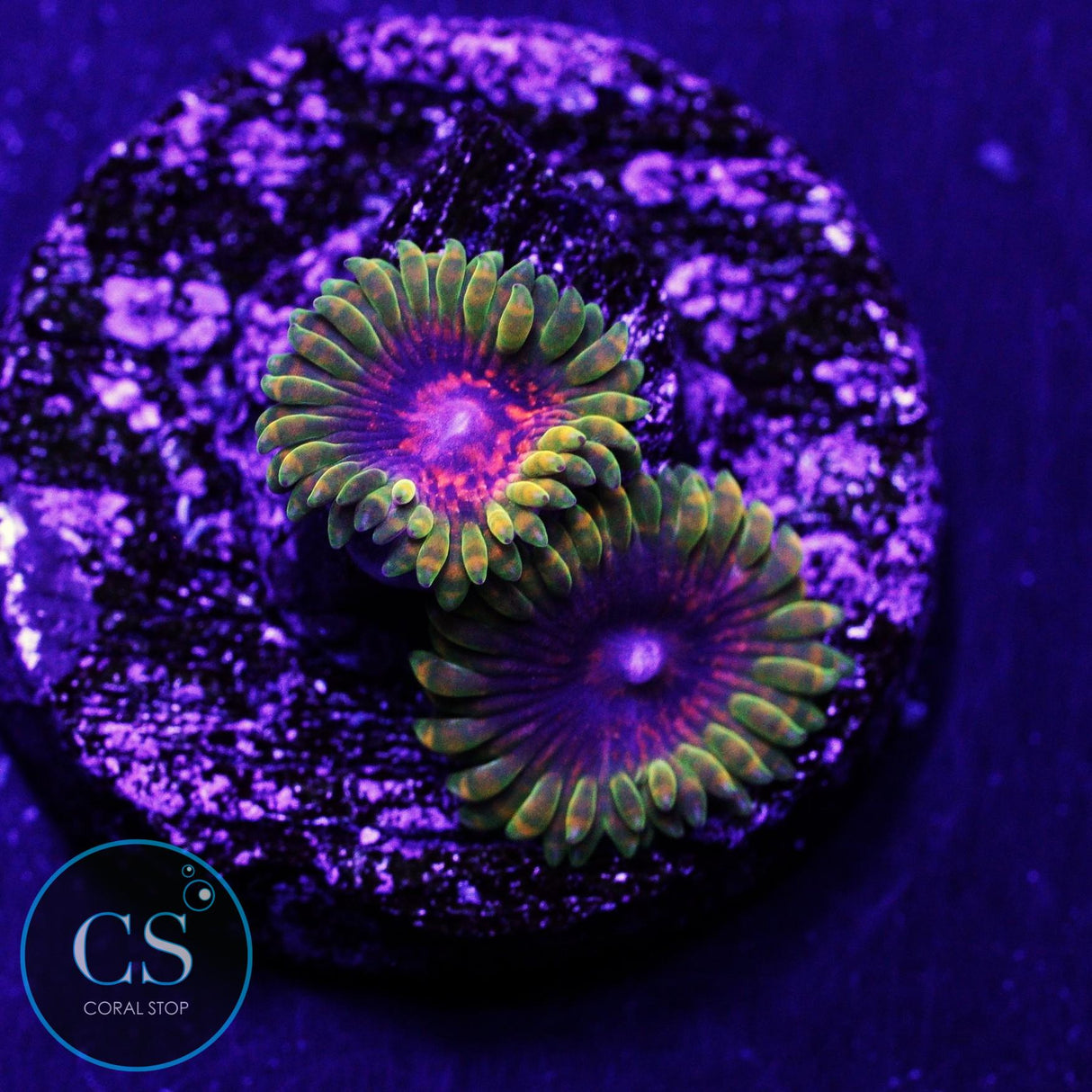 Predator Zoa