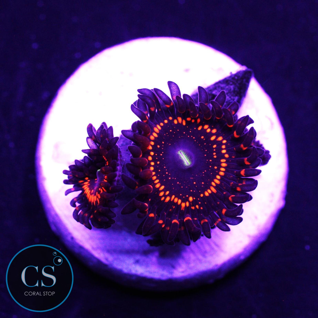 WWC Illuminati Zoa