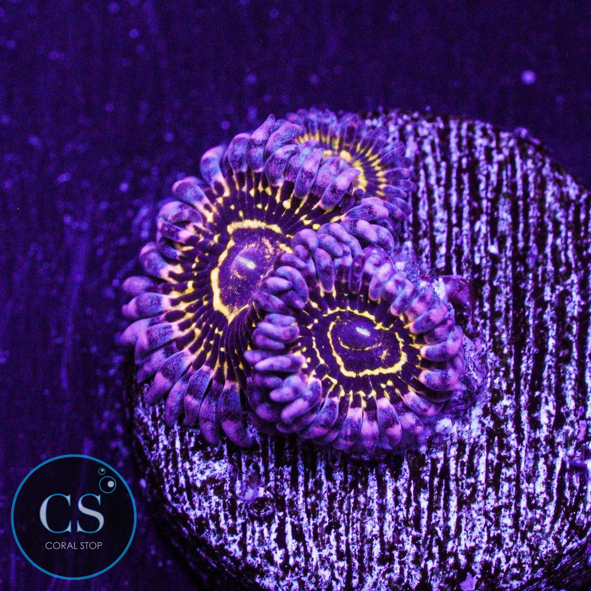Stratosphere Zoa