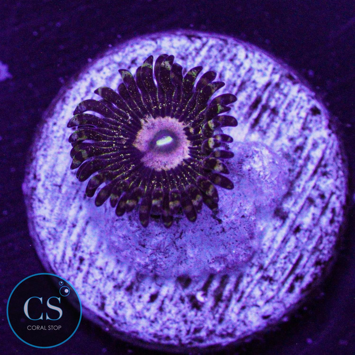 Queen Krakatoa Zoa