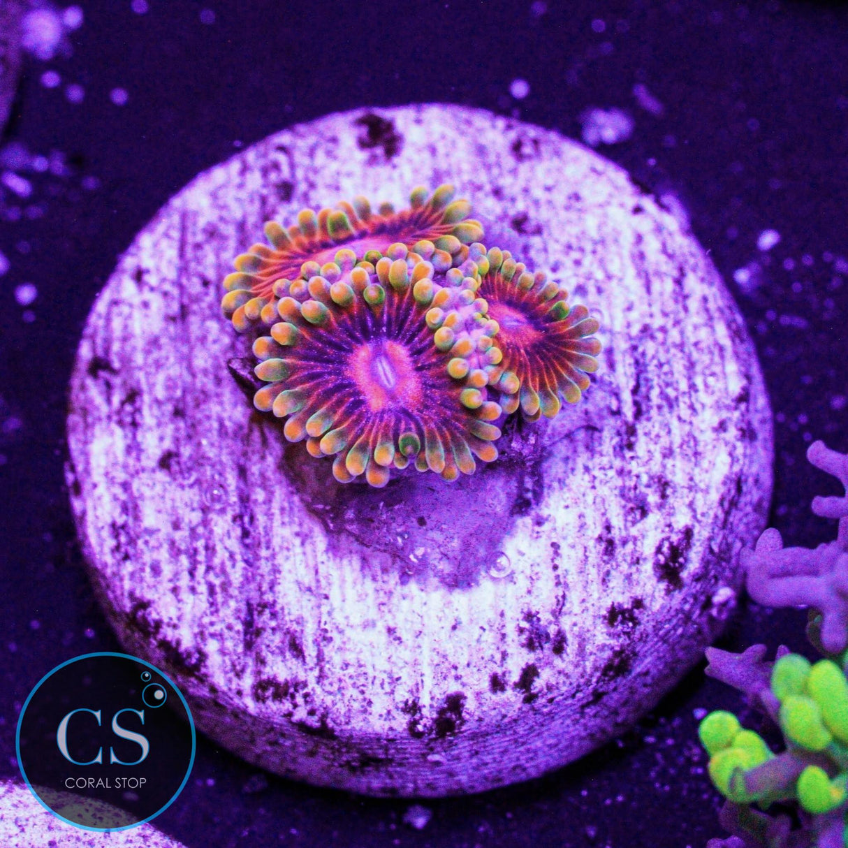 Jedi Mind Trick Zoa