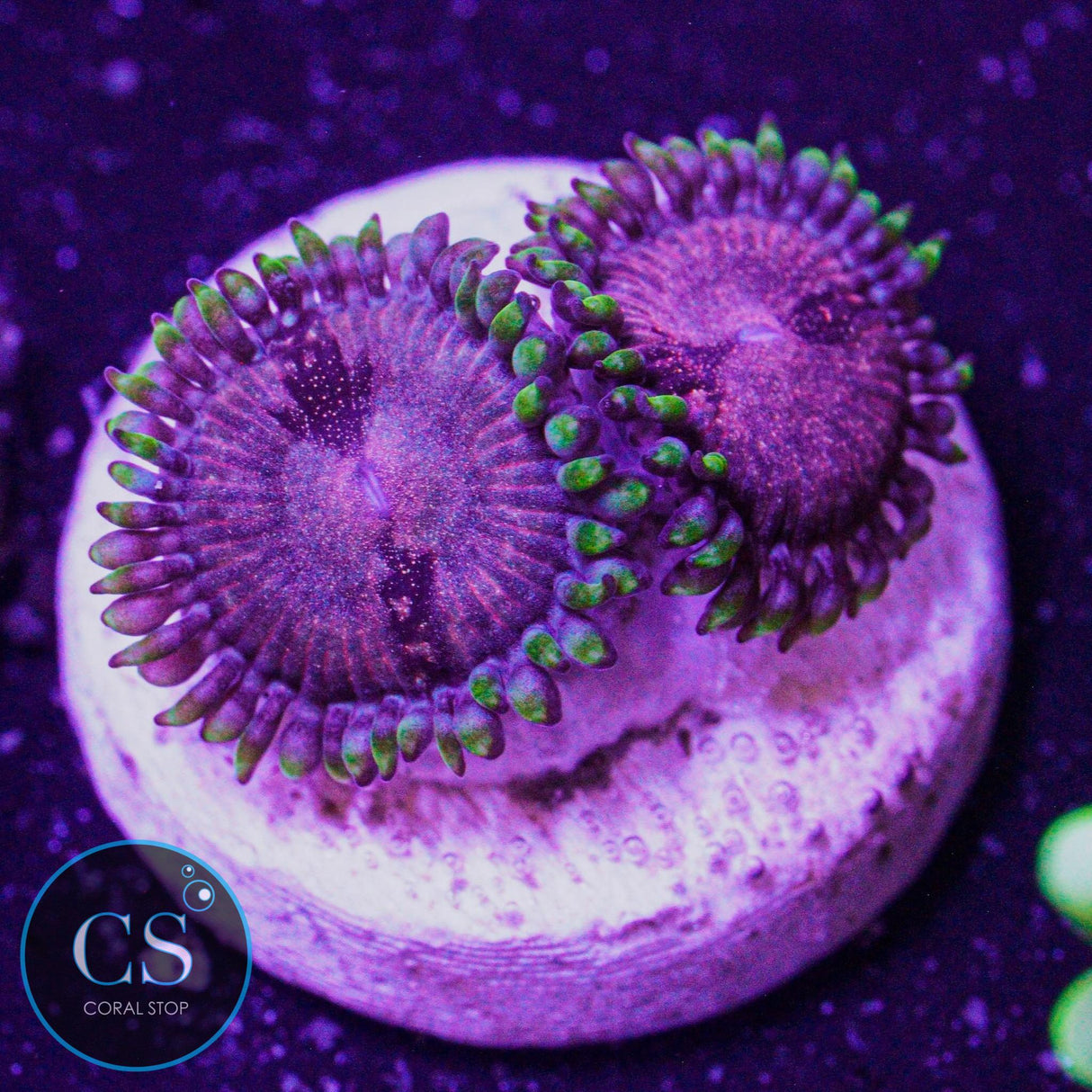 LC Space Haze Zoa