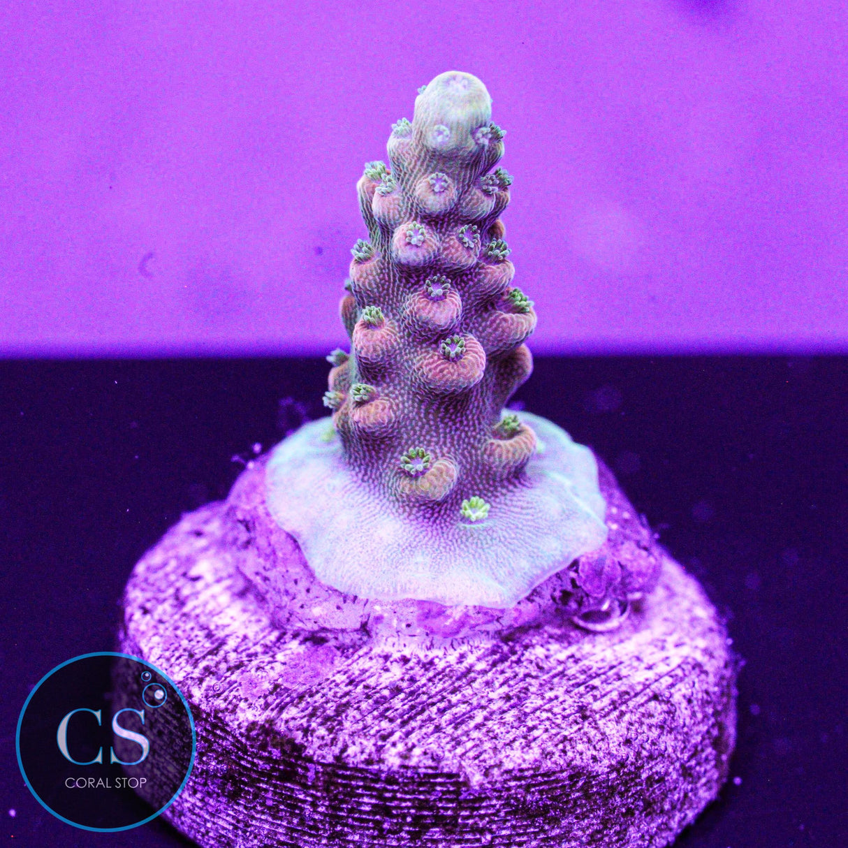 CB Flaming Unicorn Acro