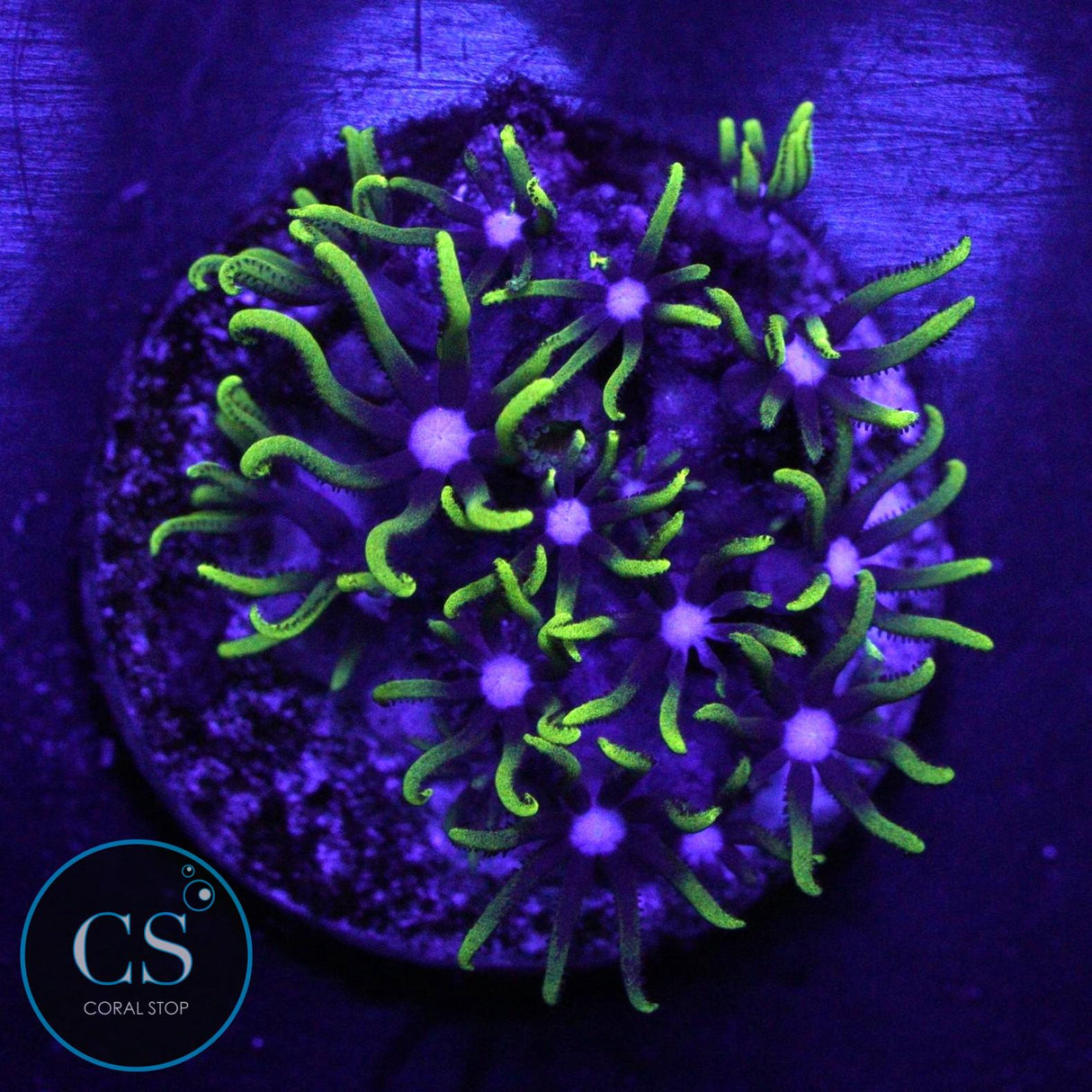 BRIGHT GREEN STAR POLYPS
