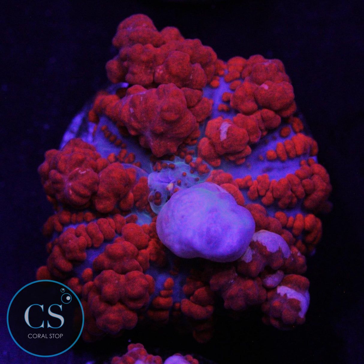 JF RAUNCHY RED BOUNCE MUSHROOM