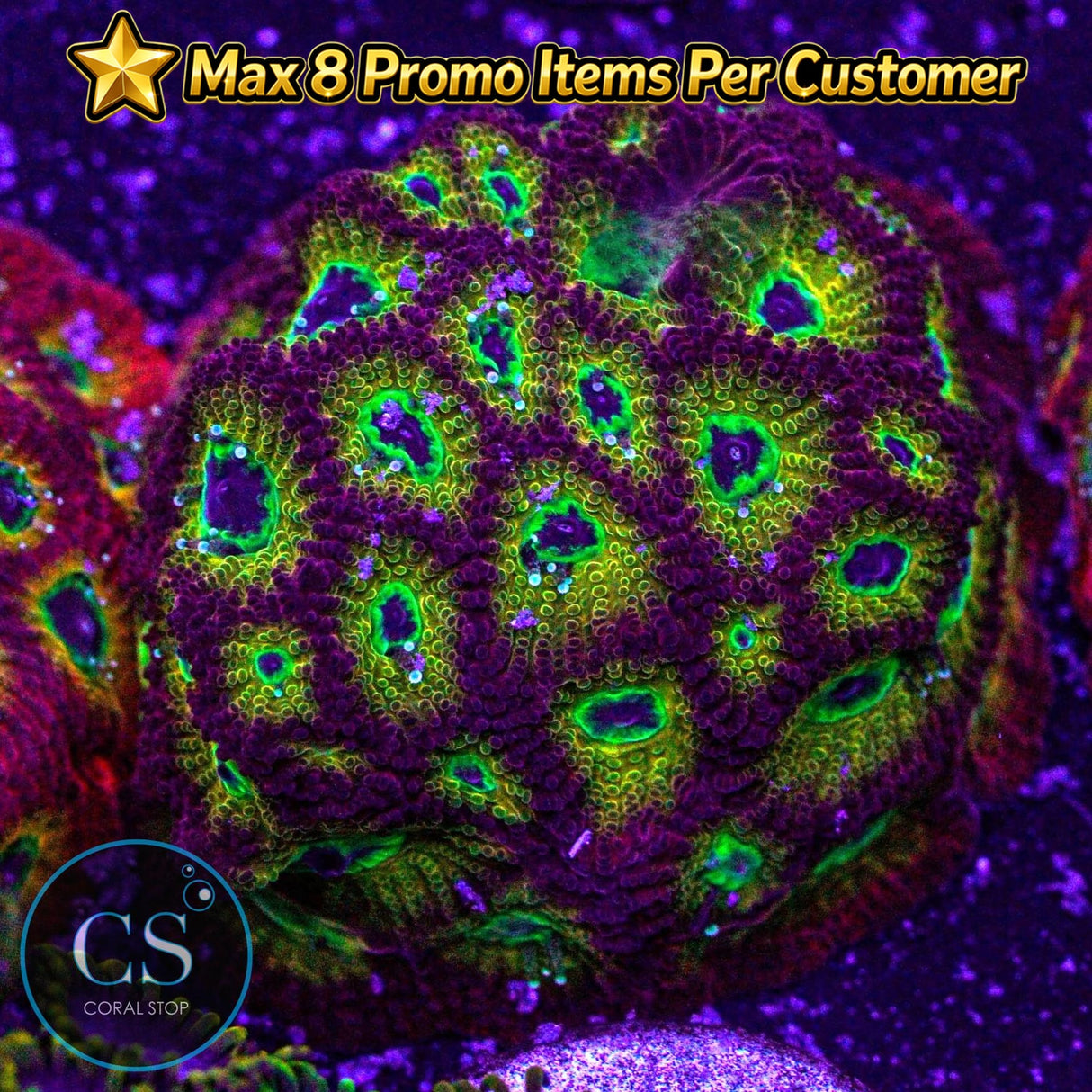 JF Spicy Lemon Favia