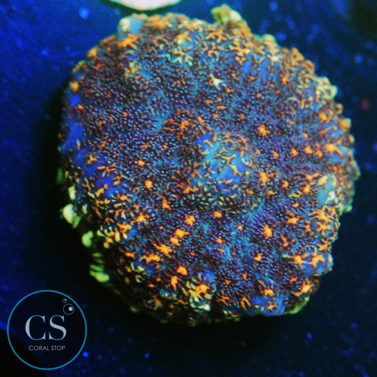 CS NEW RELEASE MIDNIGHT EMBERS MUSHROOM