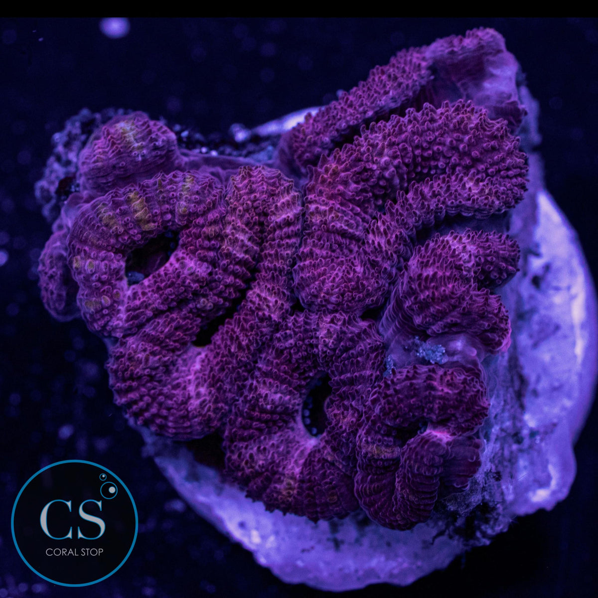 Pink Micromussa