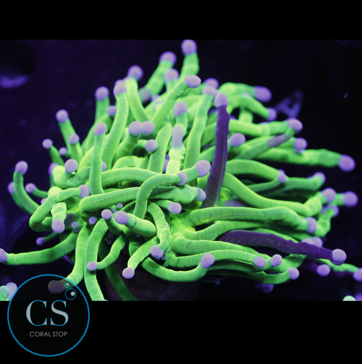 Rare Grafted Grail Torch