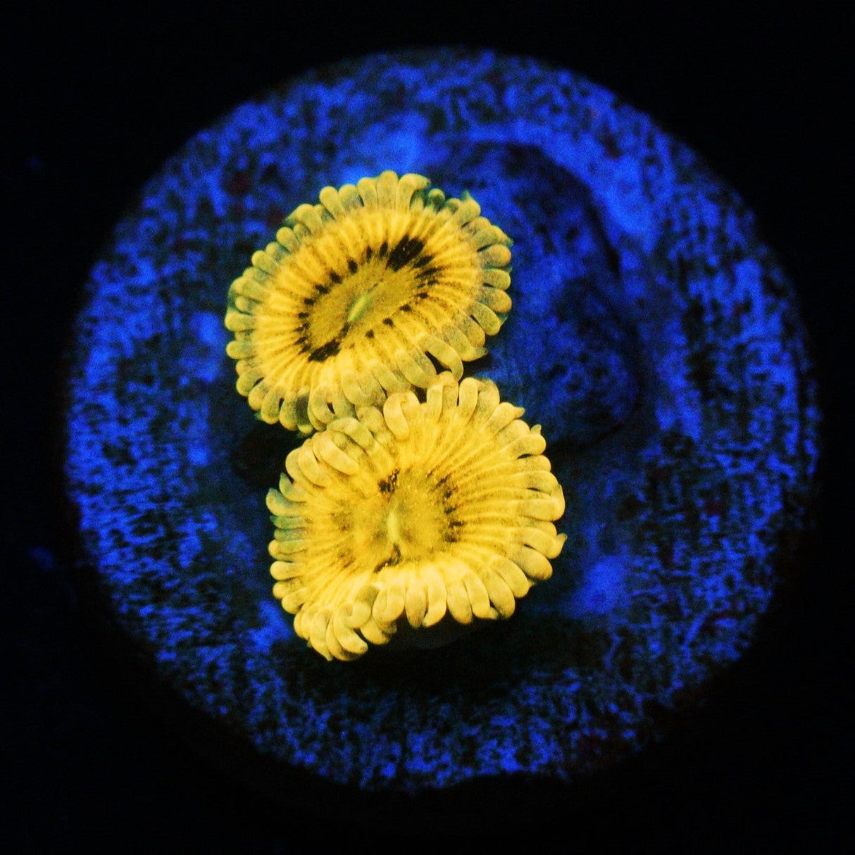 GOLD MAUL ZOA
