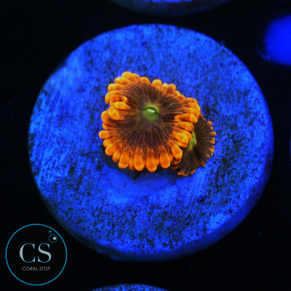 PUNCH BOWL ZOA
