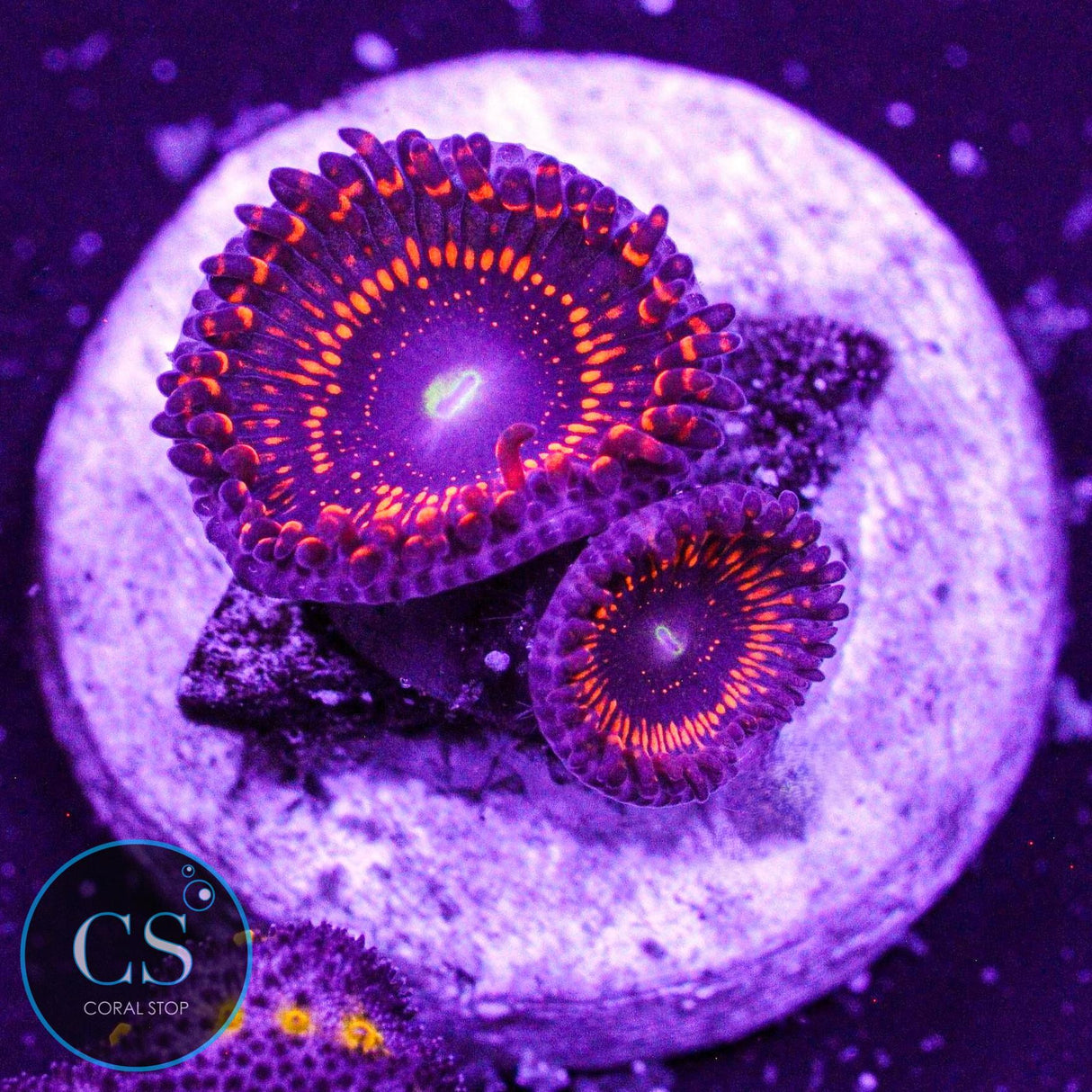 WWC Illuminati Zoa