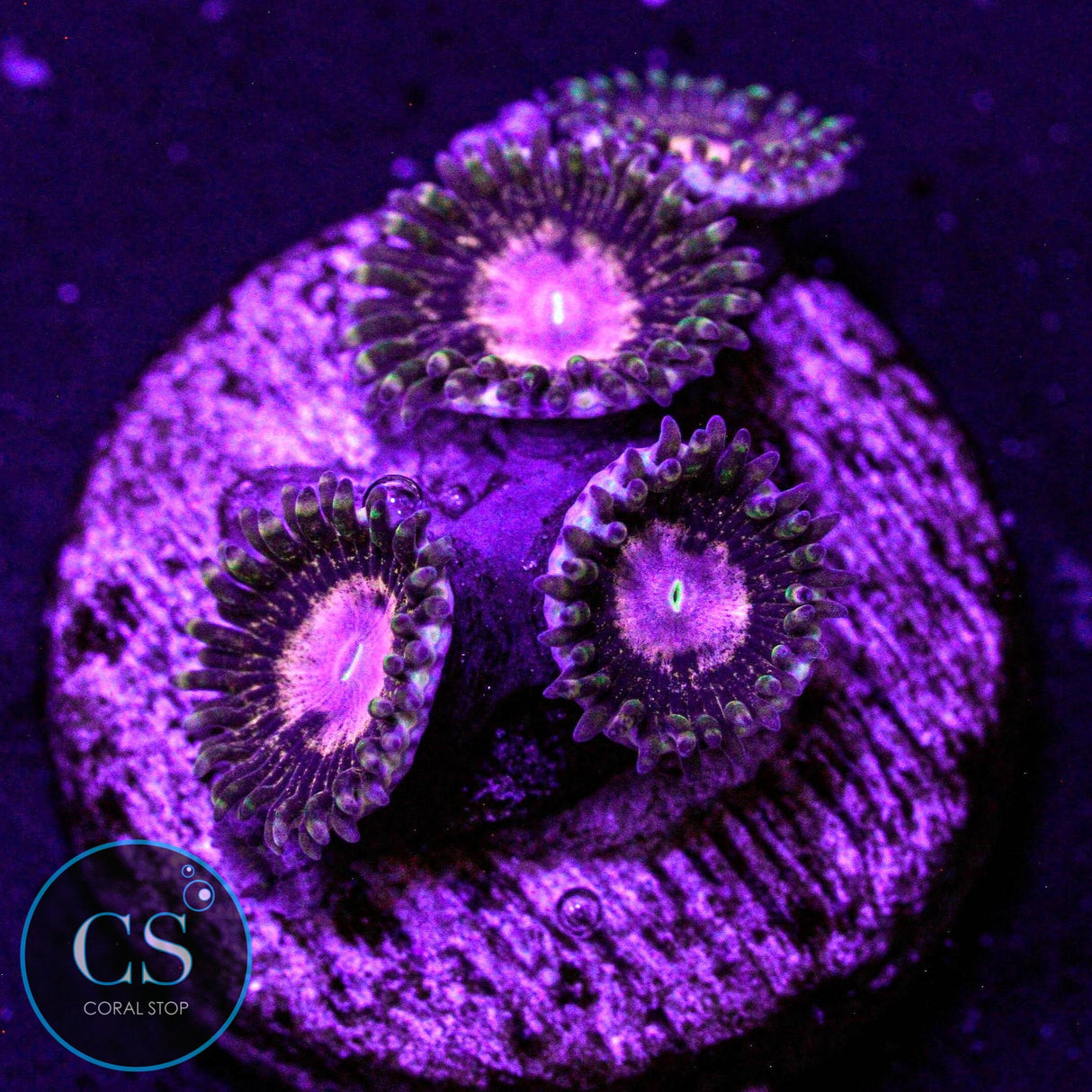 Queen Krakatoa Zoa