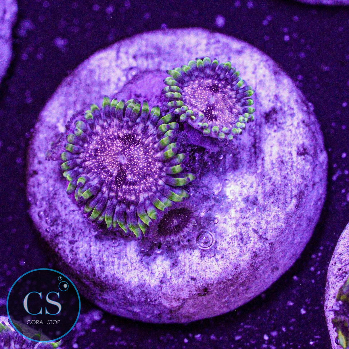 Rose Nebula Zoa