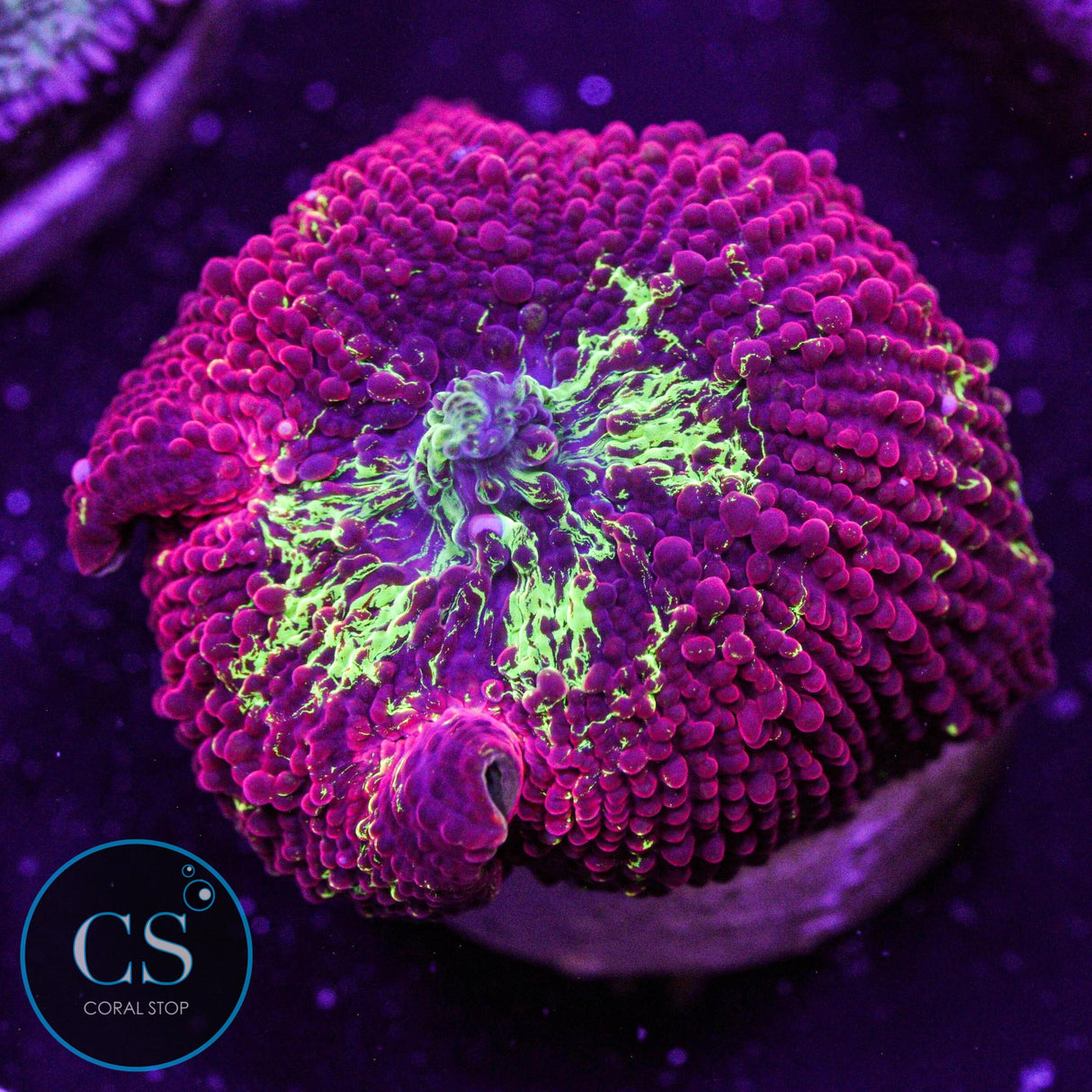 Eclectus Jawbreaker Mushroom