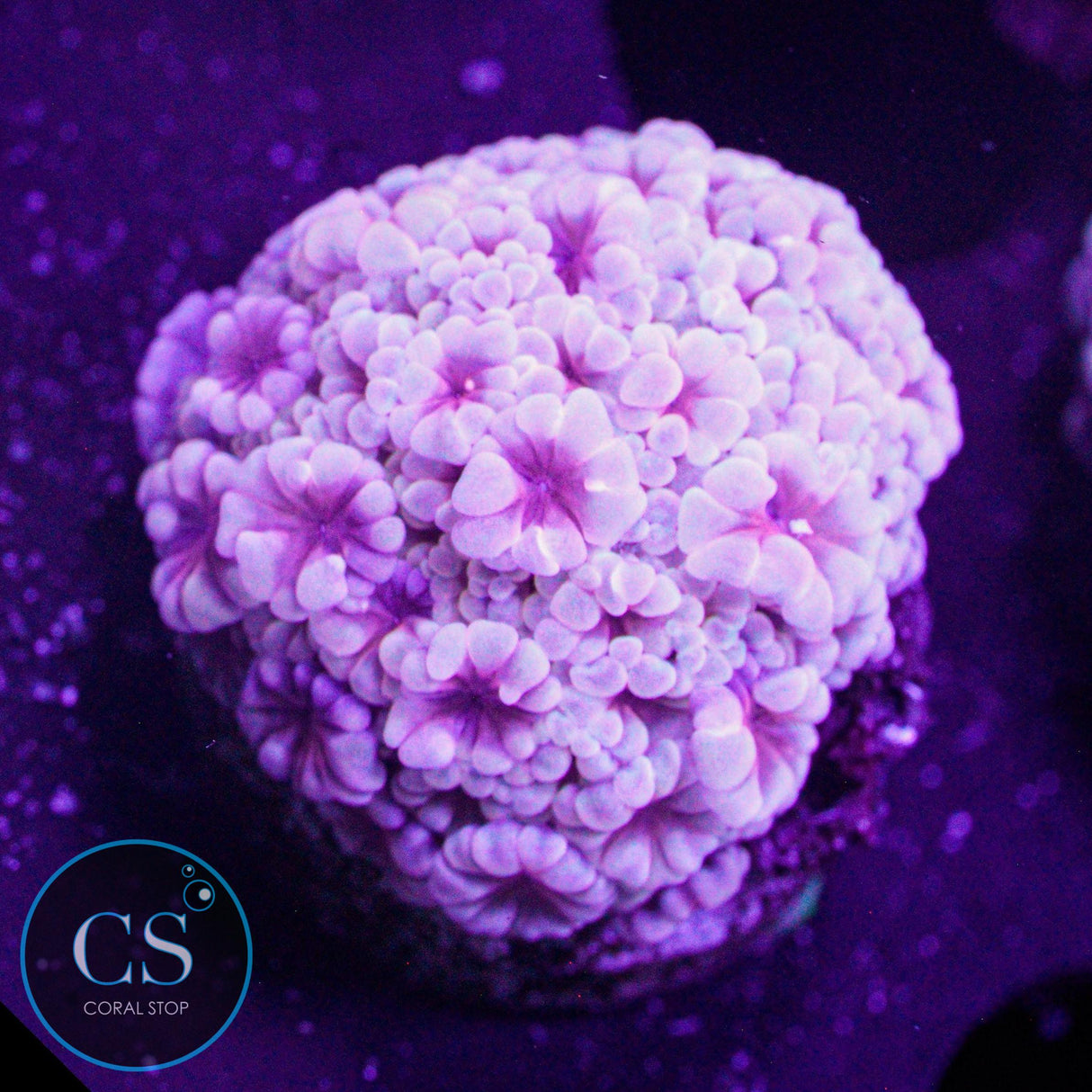 Purple Passion Alveopora