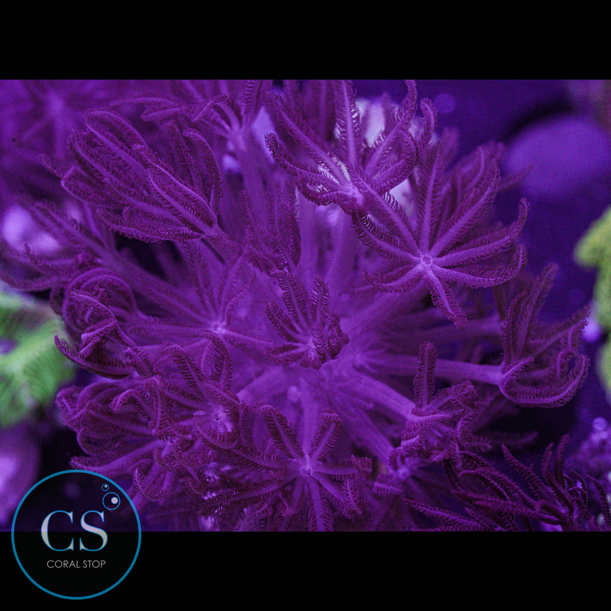 Rare Red Pulsing Xenia