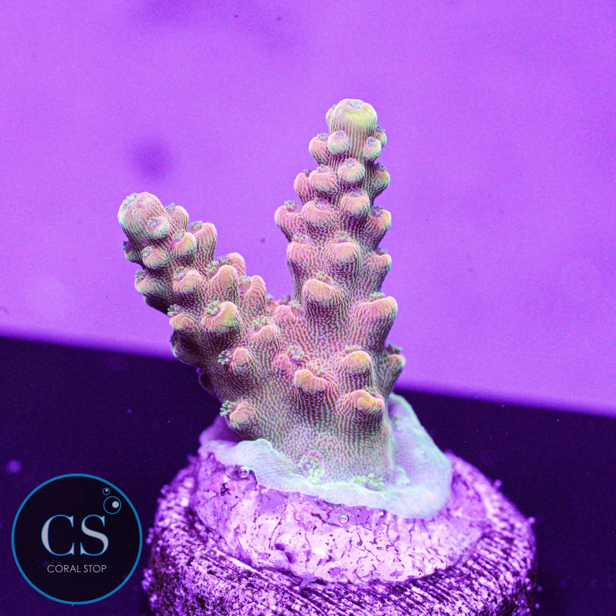 CB Flaming Unicorn Acro