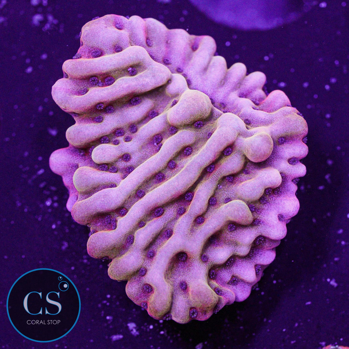 Flaming Phoenix Montipora