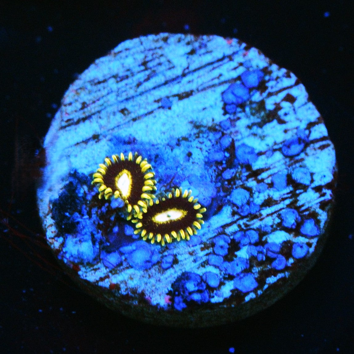 RARE KTAR BLACK HORNETS ZOA