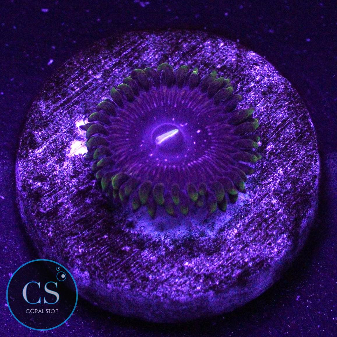 GB PRINCESS STRAT ZOA
