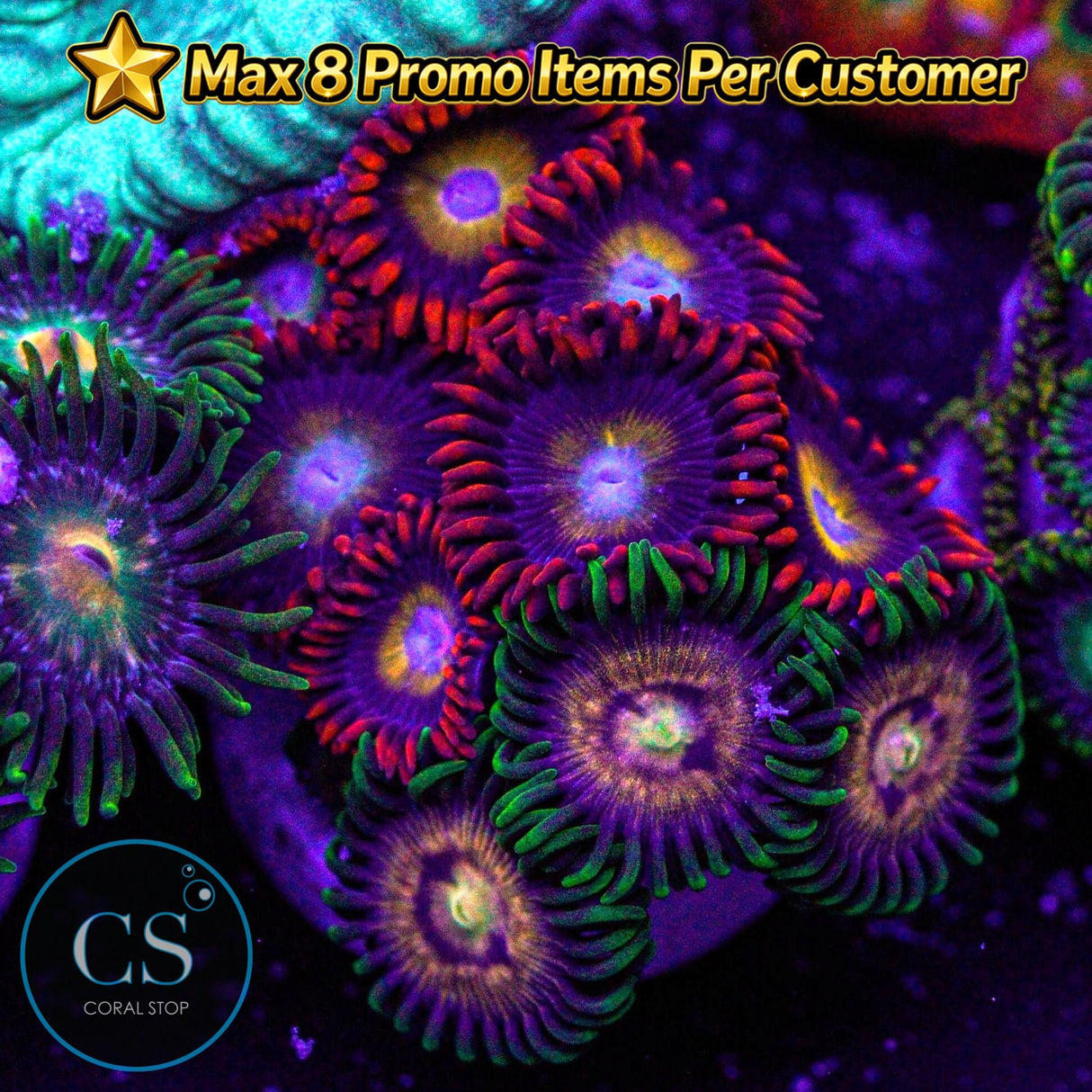 Combo Zoa