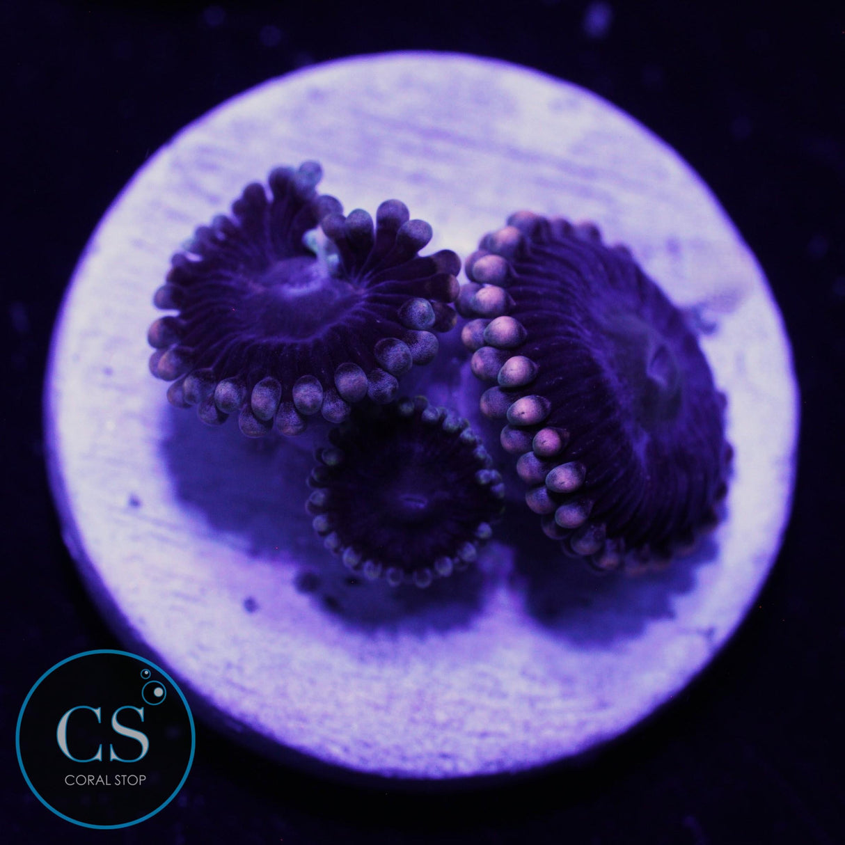 BLACK "PEOPLE EATER" ZOA