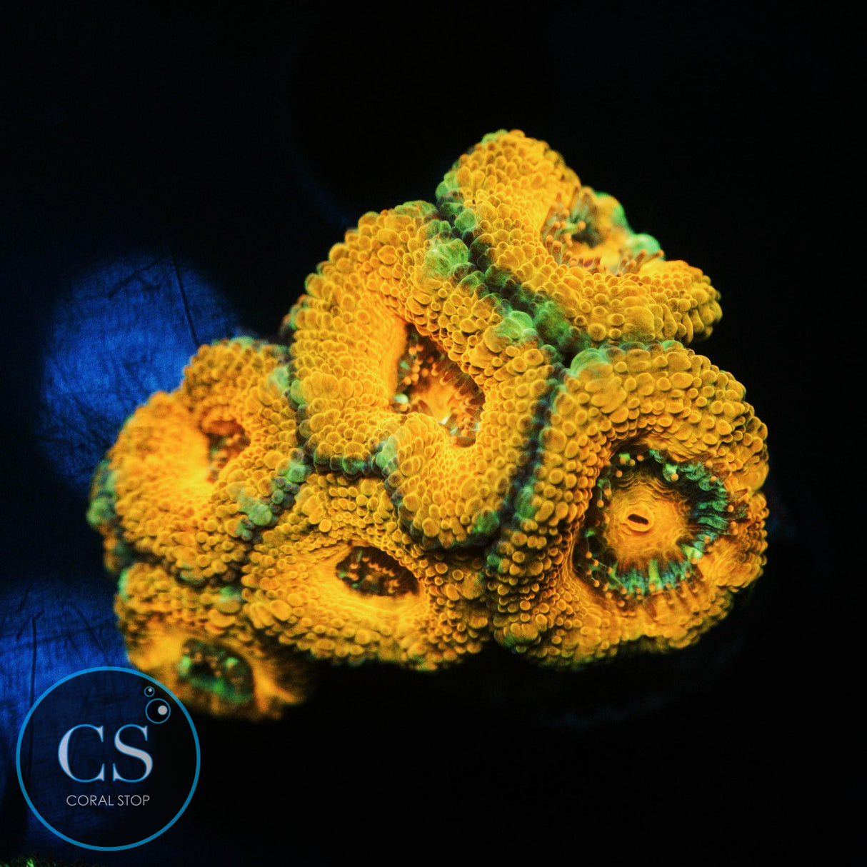 ORANGE DELIGHT ACAN CHUNK