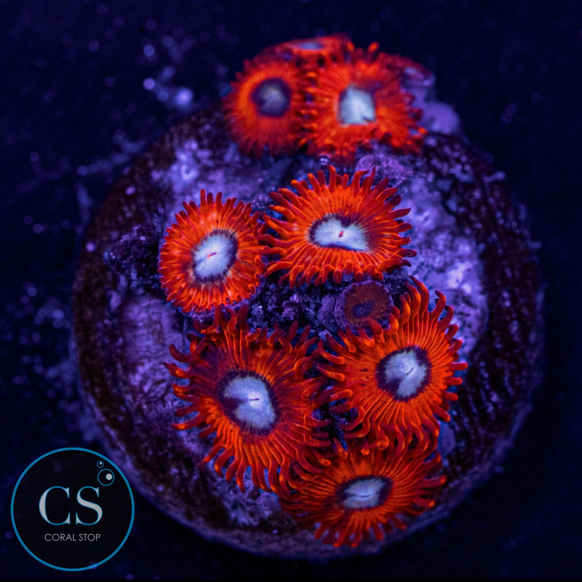 Charmander Zoa