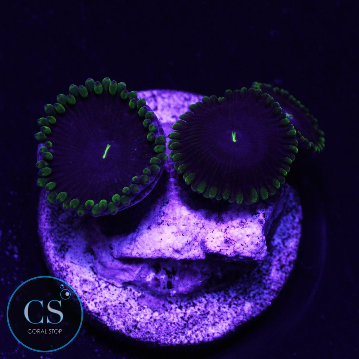 OG Purple "People Eater" Zoa