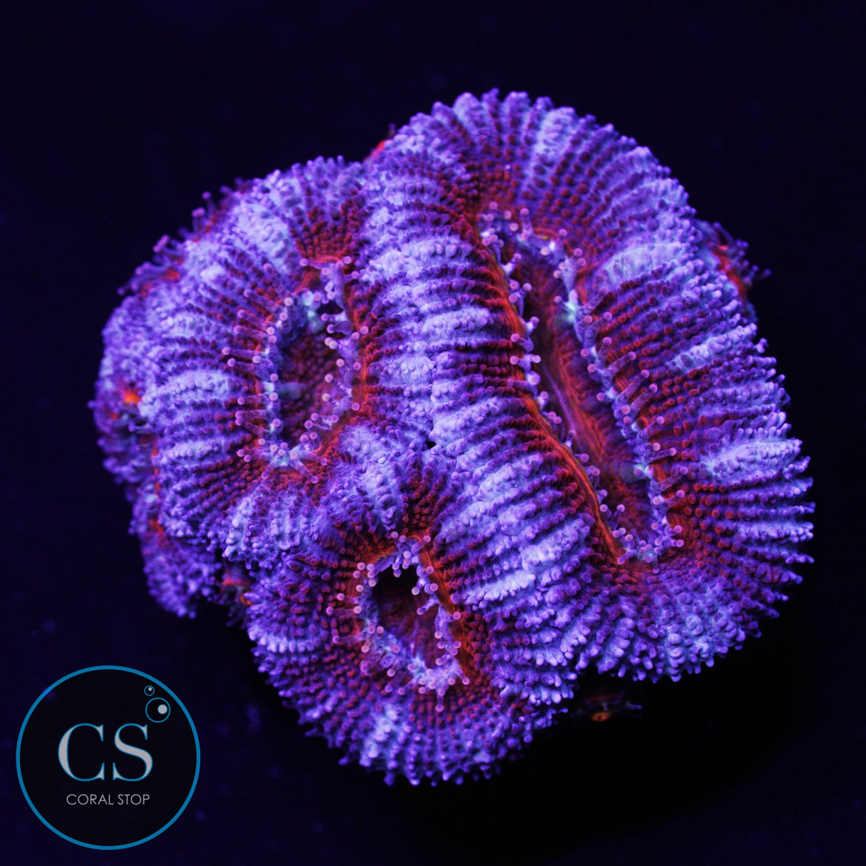Frost Flame Acan