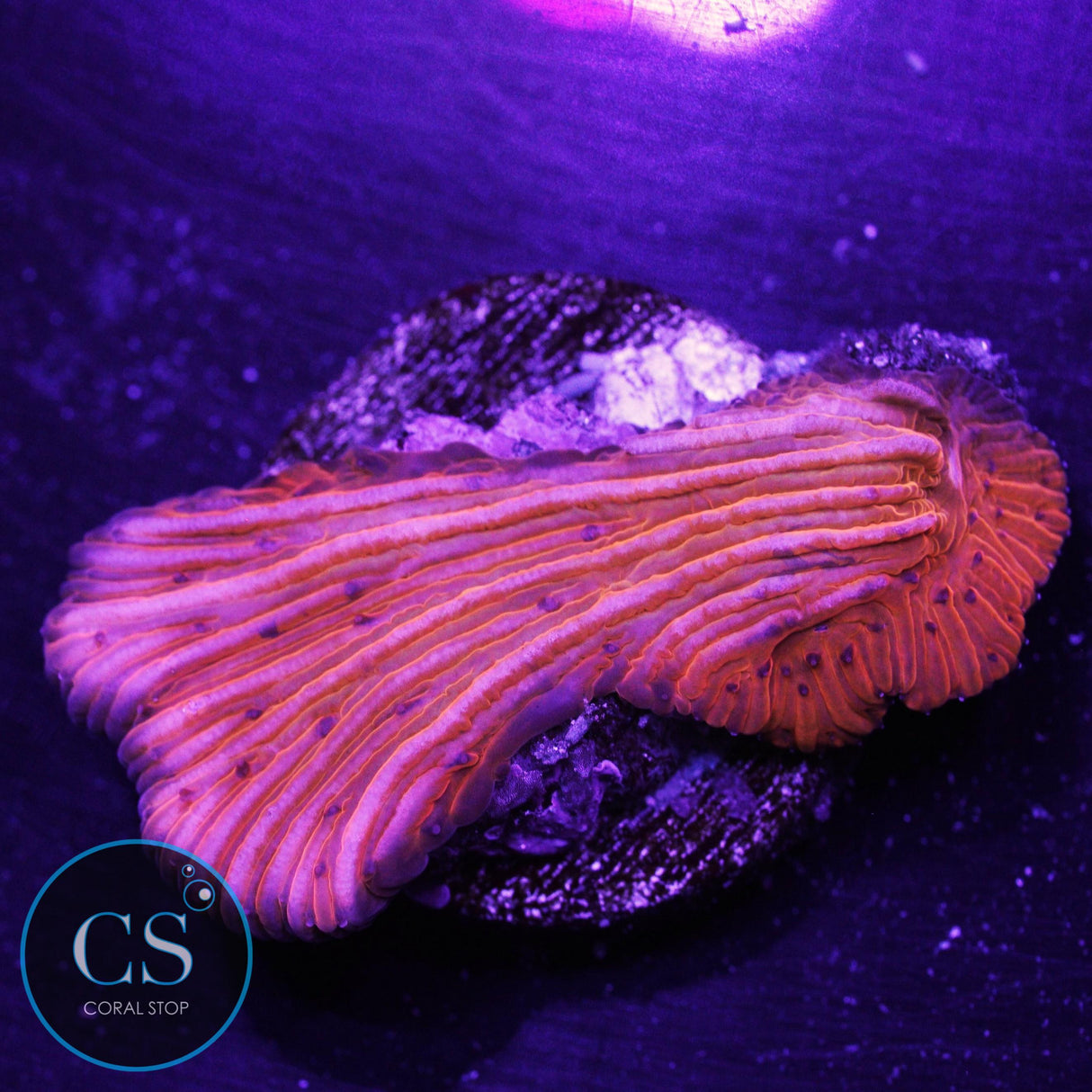 Orange Diaseris Plate