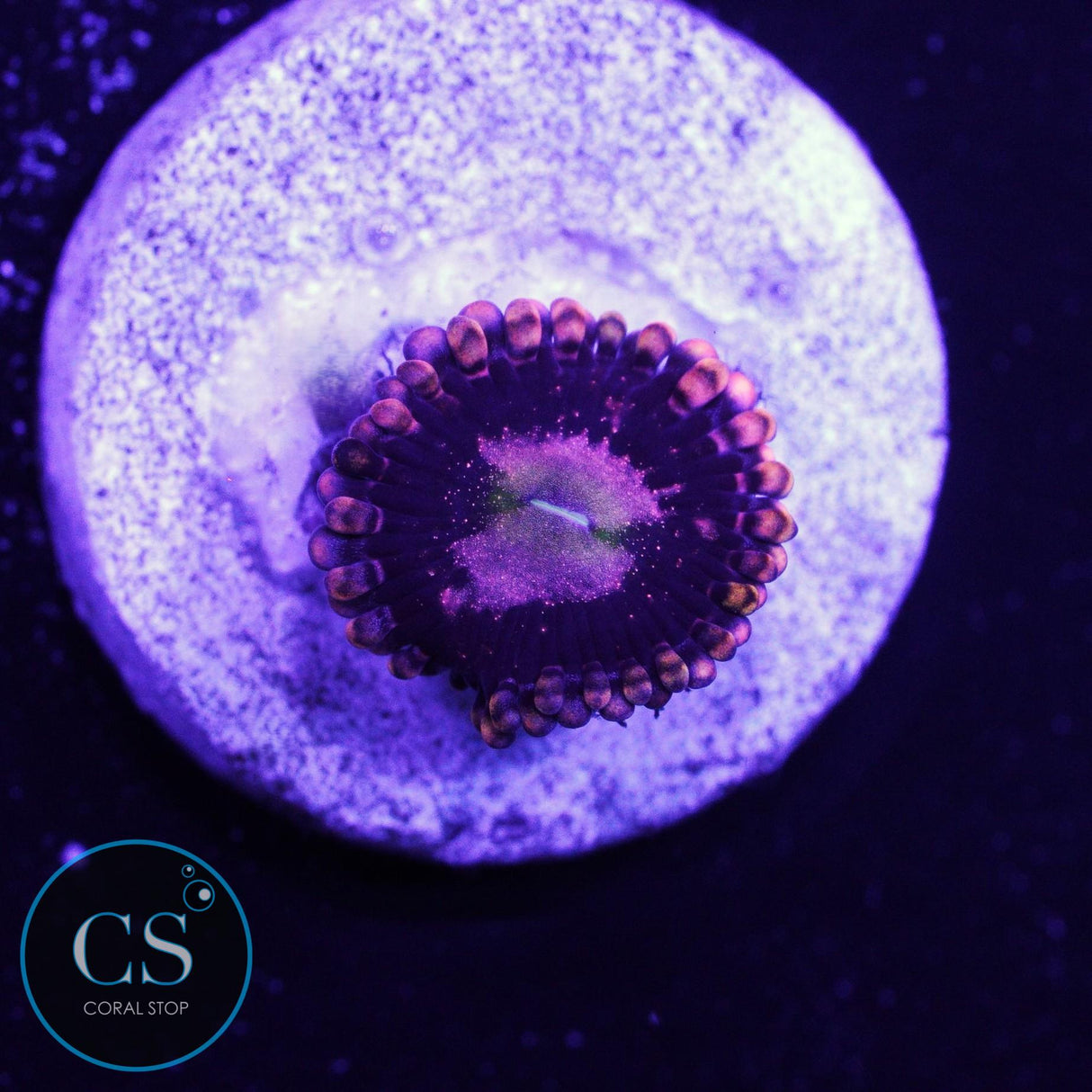 LC Andromedia Zoa
