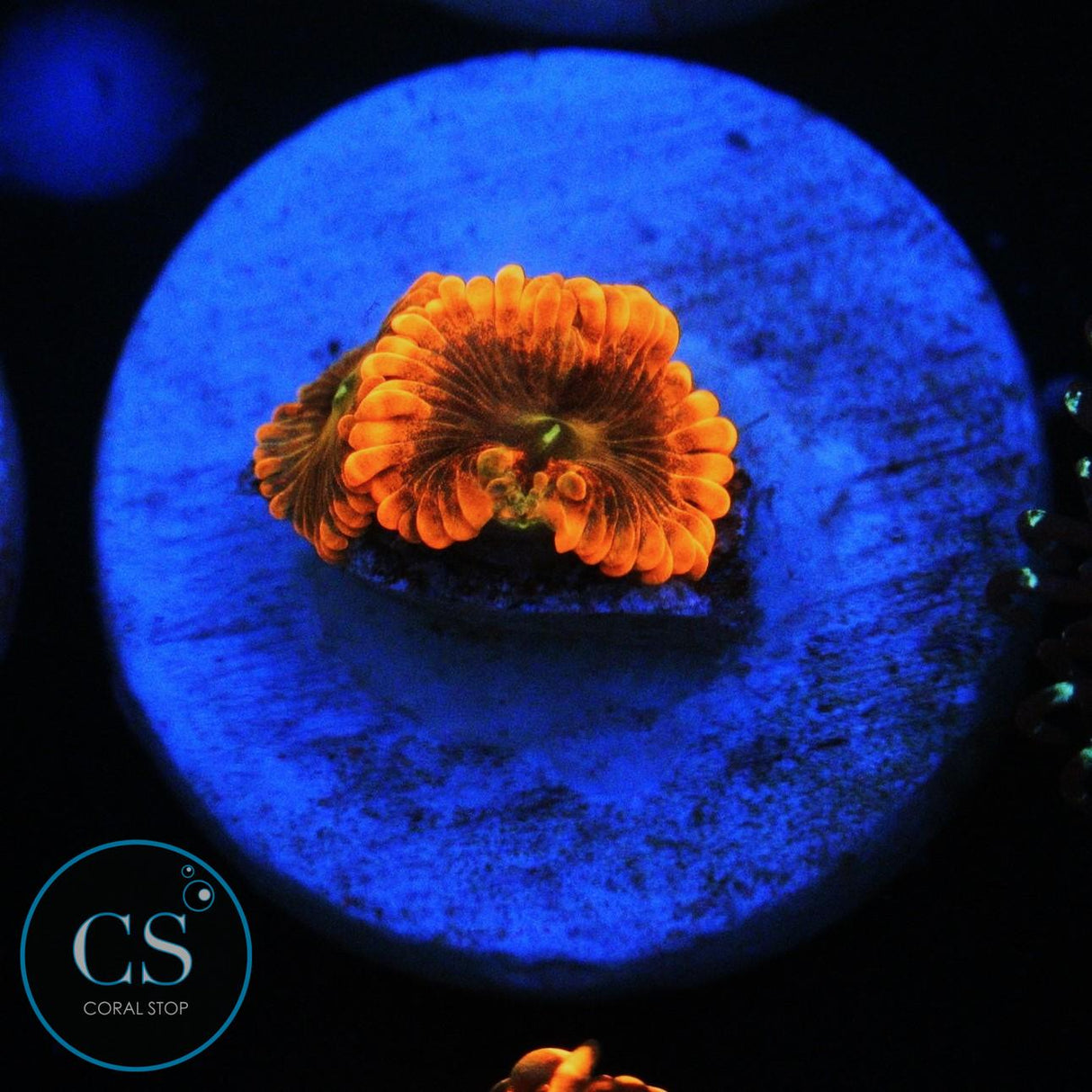 PUNCH BOWL ZOA