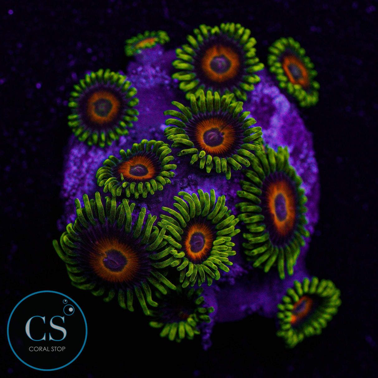 Eagle Eye Zoa