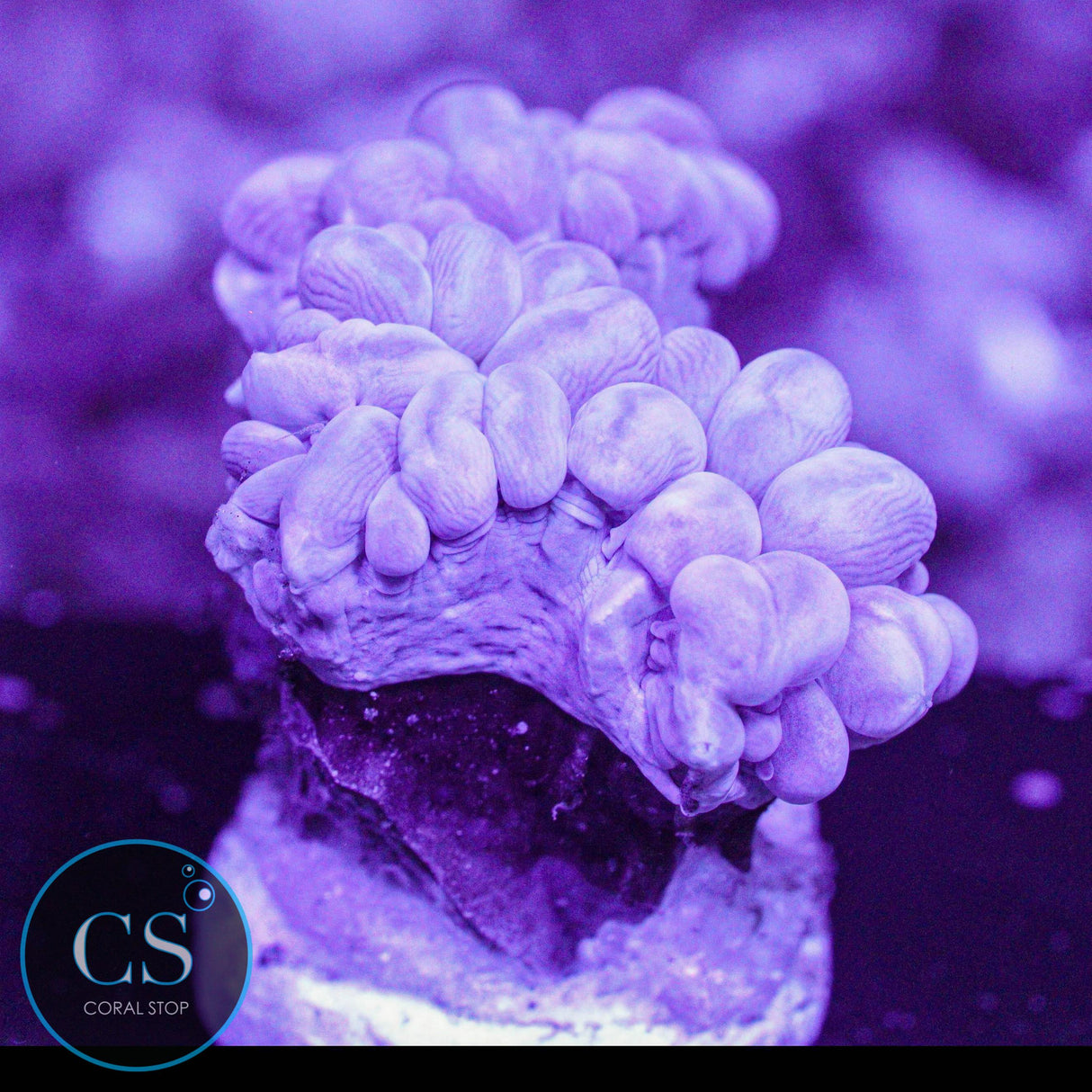 Rare Branch Bubble Coral