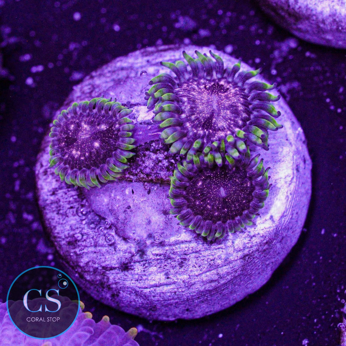 Rose Nebula Zoa