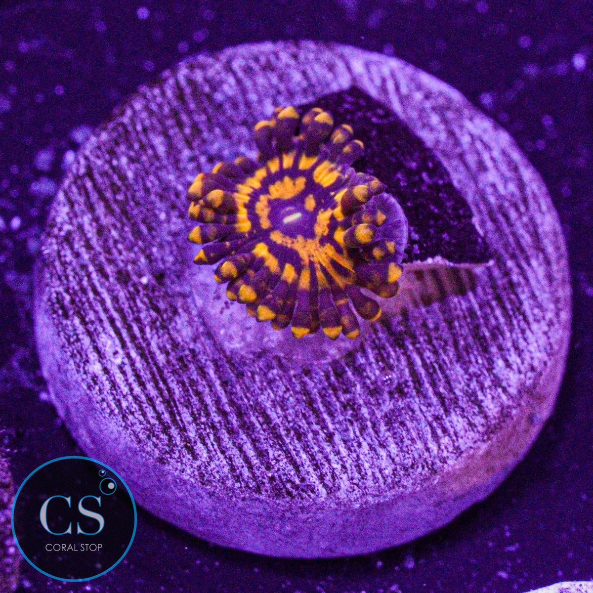 Spellbinder Zoa