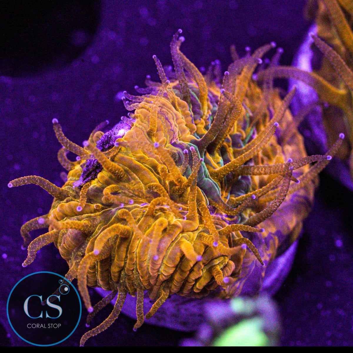 CS Purple Monster Plate