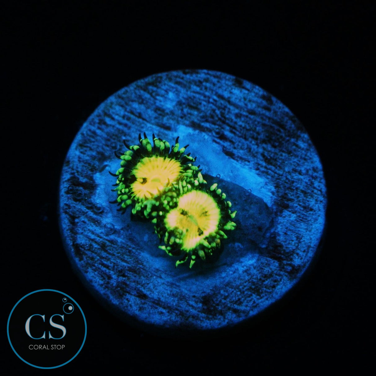 BUTT MUNCHERS ZOA